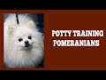 How To House Train Pomeranians How To House Train Pomeranians