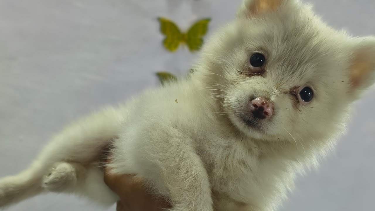 Gharat anla new family member ❤️🐶