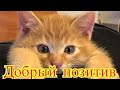 Смешное про животных|Приколы с котами| Видео про котов| Кошки|Позитив|Создай себе хорошее настроение