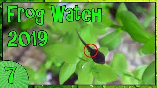 THE FIRST FROGS LEGS! - Frog Watch 2019 [7]