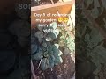 day 5 #gardening #garden