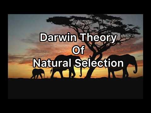 Natural Selection: Definition, Darwin’s Theory, Examples & Details