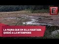 Preocupa la desaparición de agua en la laguna de Chakanbakán