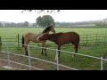 FIRST TIME TOGETHER. Young Andalusian gelding is very submissive to horses but dominant with humans