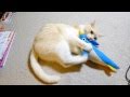 猫キック (Cat kick)