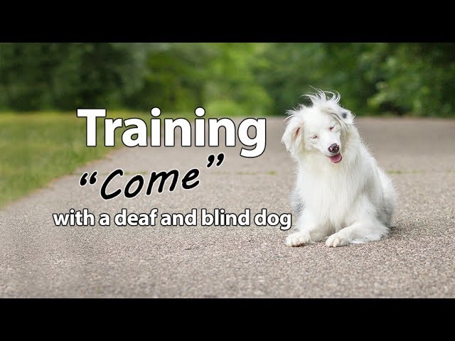 how do you discipline a blind dog