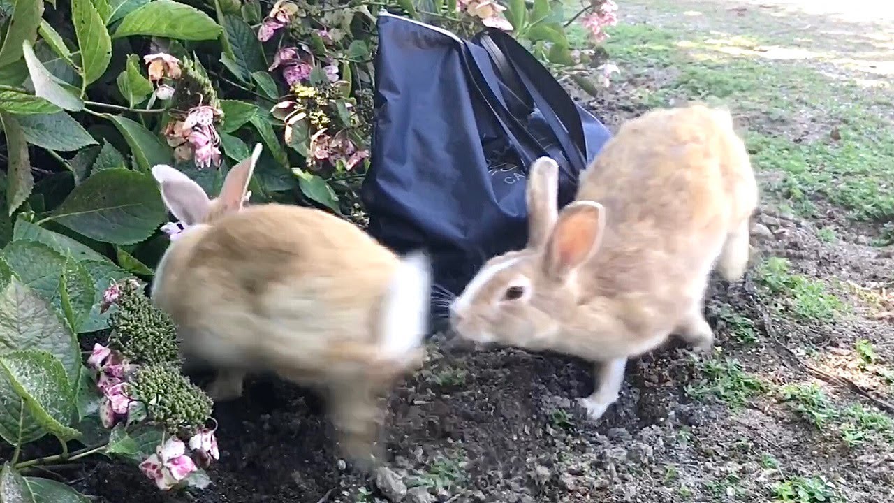Rabbit Chasing Other Rabbit The rabbits chasing each other is very cute! - YouTube
