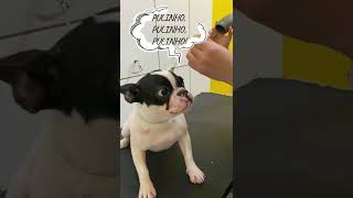 Banho em Buldogue Francês