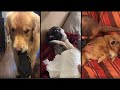 Guilty Dog Face Reaction - Funny Guilty Dog Compilation - Best Moments