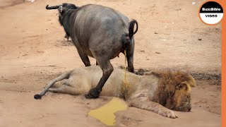 When Buffalo Bullies a Lion, He Gets What He Deserves