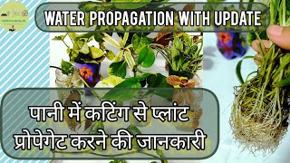 Propagate Indoor Plants in Water | पानी में कटिंग से प्लांट प्रोपेगेट करने की जानकारी by Krishyel's Green Life 1,096 views 10 months ago 8 minutes, 56 seconds