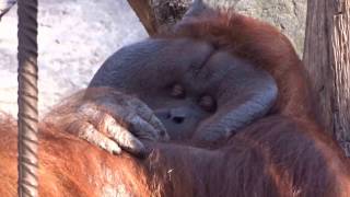 The big male (Orangutan) by Fabi Avventura 29,421 views 7 years ago 1 minute, 40 seconds