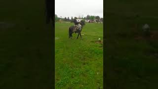 Caballo bellaco