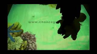 3D Interactive Floor - Fish School