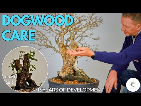 Dogwood Bonsai Care Preventing Stress After 13 Years In Development