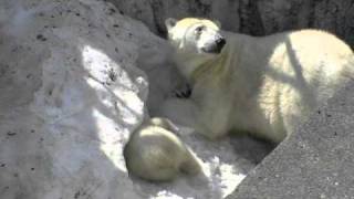 雪穴を掘るホッキョクグマの親子〜Polar Bears dig up the hole in the snow