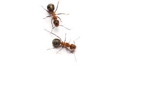 ants on white background
