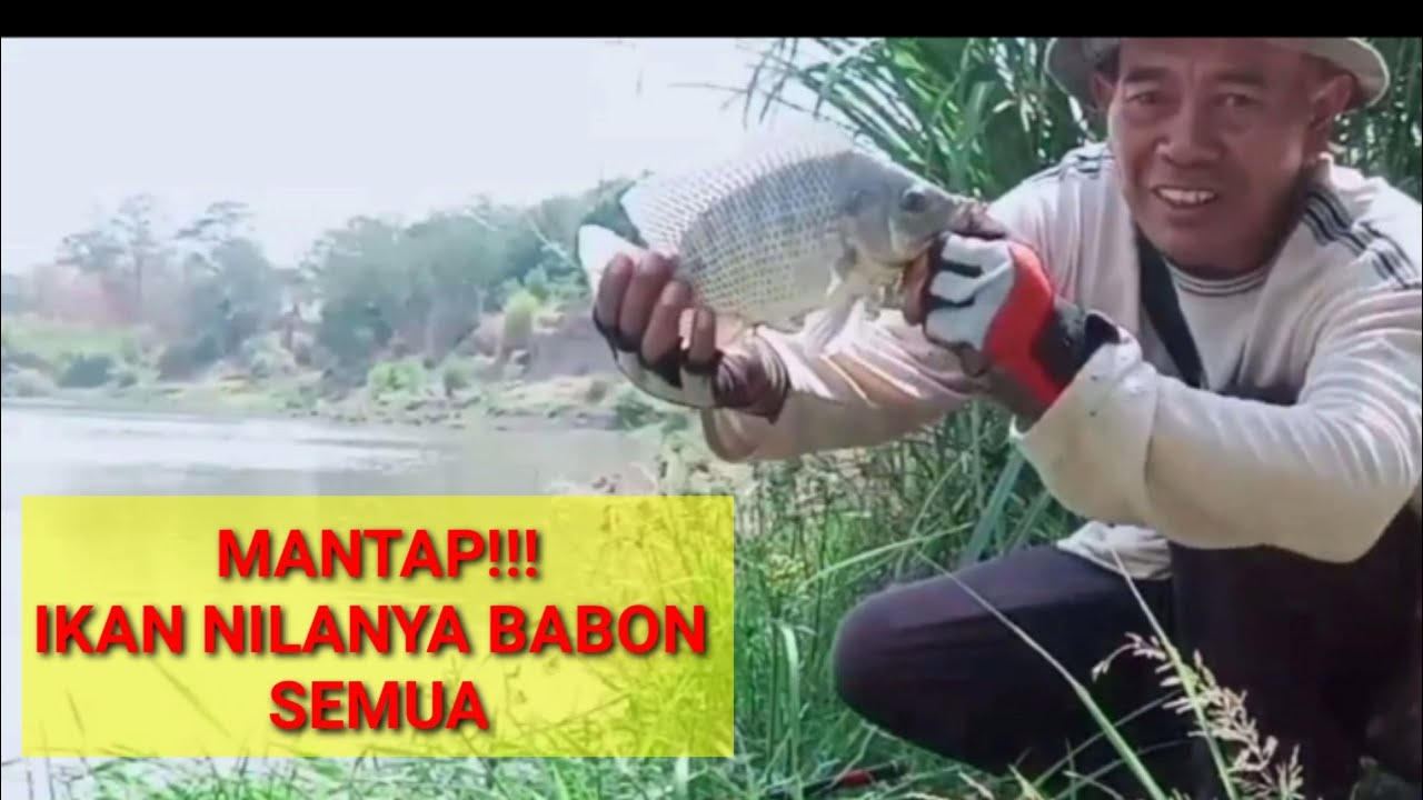 Mancing ikan nila di sungai langsung disambar nila babon # abahnguseup