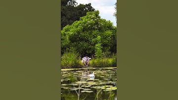 Thumbnail of Aodhan’s sings for the swan in the lake #guitar