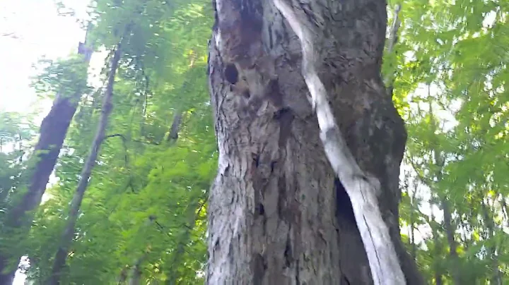 Knocking a mushroom out of a tree with a stick.