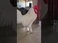 Bhattu Aura🔥 #trending #viralshort #bhattu #chicken #funny