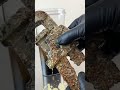 Testing evaporust on a super rusty and crusty pipe wrench