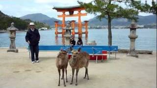 Miyajima - Deers eats map!