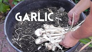 How to Plant & Grow Garlic in Whisky Barrel Containers or Large Containers