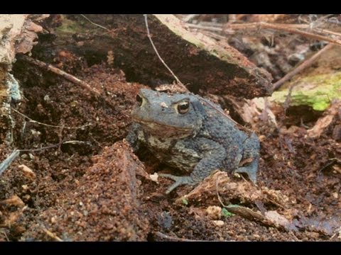 Video: Reptiele en amfibieë in tuine – hoe om 'n amfibiese habitat te bou