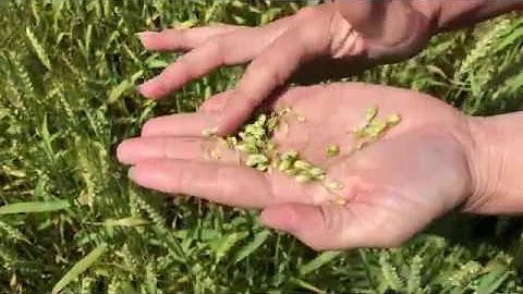 How to Time Wheat Harvest for Top Quality