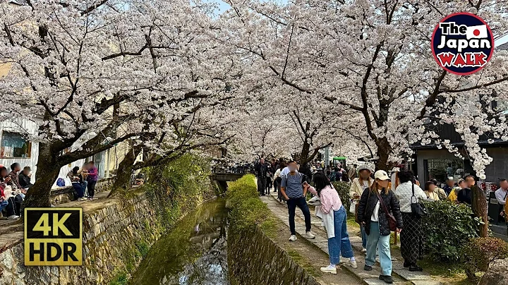 Philosopher’s Path in Kyoto: The Perfect Cherry Blossom Walk | Walking Tour | 4K | HDR
