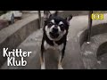 Un chien violent apprend  communiquer avec grandmre du kritter klub
