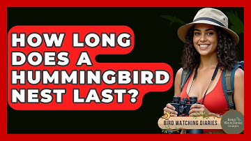 How Long Does A Hummingbird Nest Last? - Bird Watching Diaries