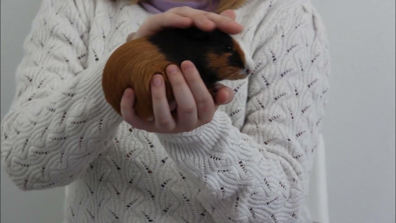 Présentation de mon cochon d