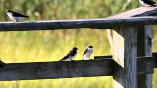 MNSA Cam: Morning Tree Swallow Movement 8/29/12