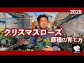 クリスマスローズ 原種の育て方 ◆横山園芸 公式◆【2025】