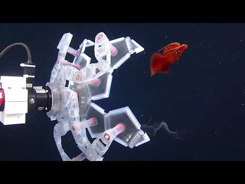 RAD Sampler: Rotary-actuated device for investigating delicate marine organisms