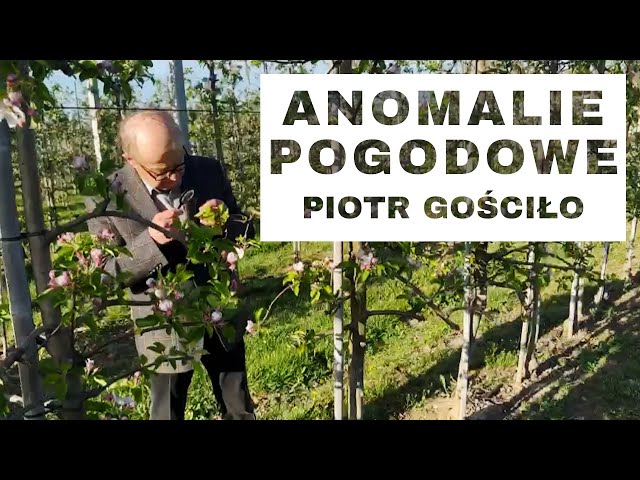 Anomalie pogodowe - Komunikat Sadowniczy - Piotr Gościło