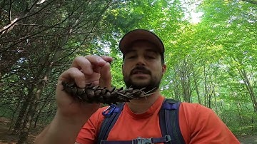 Deciduous vs Coniferous Trees