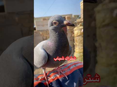 طريقة تأليف الطير حر بده ياخذ الاوامر لايك وشتراك شباب