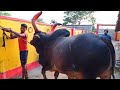HEAVIEST KANKREJ OX 😲 OF 2021 THE BLACK BEAST FROM ANSARI AGRO CATTLE FARM || Kolkata cow 2021 ||