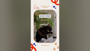 Catnip Craze 🌿 Ever wondered why cats go crazy for catnip 🐱 It mimics feline pheromones, trig