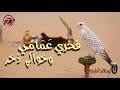 شيلة عمامي و خوالي | أبو مهند النقيب | استديو زفين للانتاج الفني | للطلب ٠٥٣٢٠٤١٤١٤