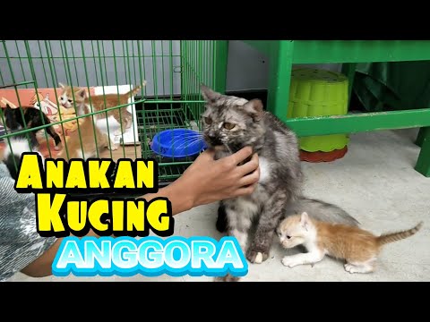 Cara Merawat Anak Kucing Persia Umur 13 Bulan Lengkap