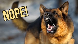 The German Shepherd LIE!