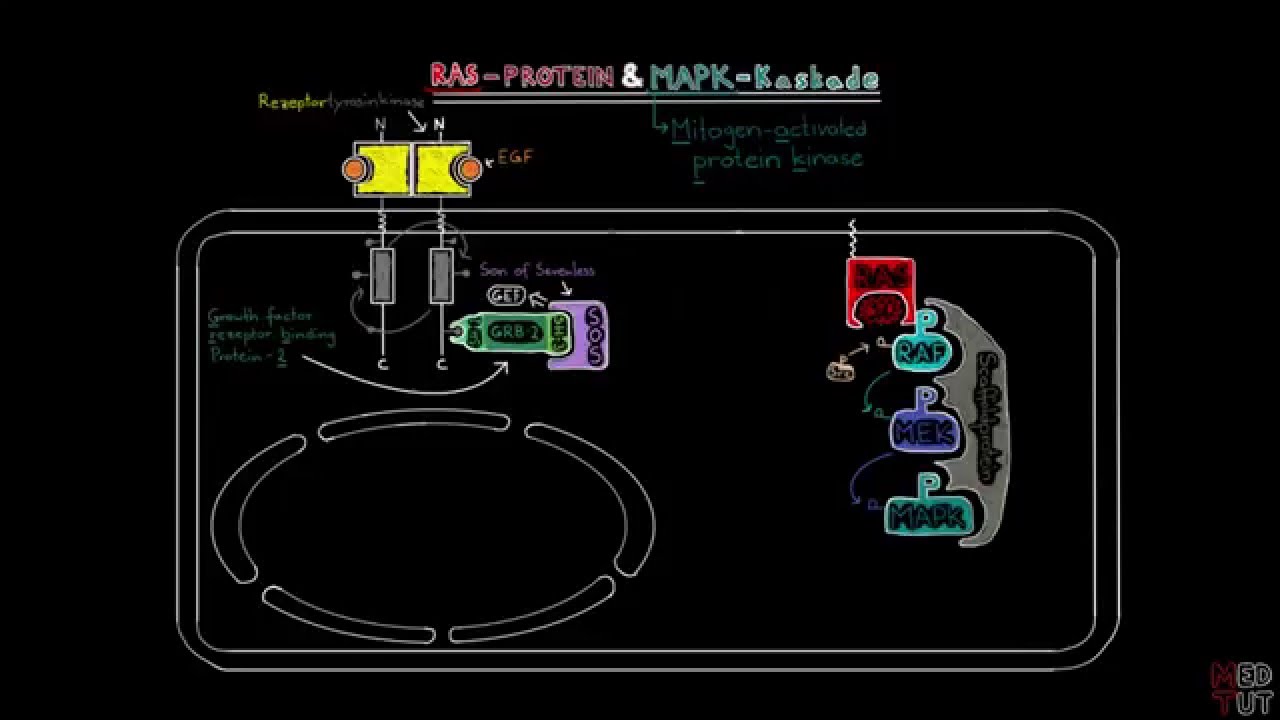 RAS Protein und MAPK Kaskade — Transcript