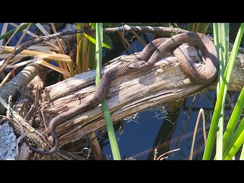 Snakes Sunbathing on a Cold Morning #shorts #snake #reptiles #swamp #nature #animal #trekking 