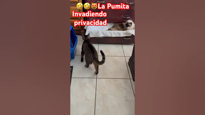 Watch the video about Talia lista para Atacar #shortsviral #trending #catlover #cat #pumacat #calicocat #angora #siamese