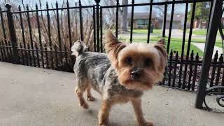 Recording my Dogs on the front Porch by Gracie Yorkie Puppy Dog 194 views 2 weeks ago 1 minute, 38 seconds