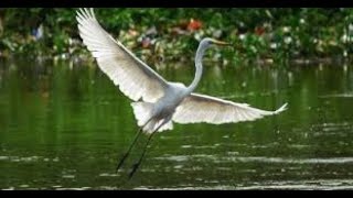 10 Fakta Menarik tentang Burung Bangau yang Perlu Anda Ketahui